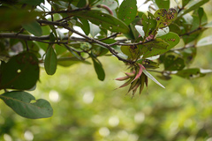 Aegiceras corniculatum